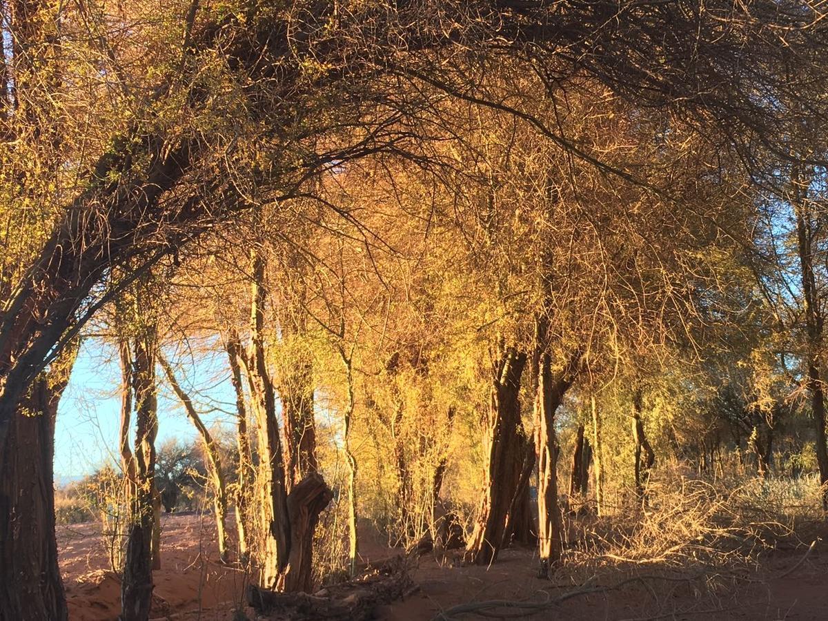 Andes Nomads Desert Camp & Lodge サン・ペドロ・デ・アタカマ エクステリア 写真